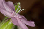 Sticky catchfly